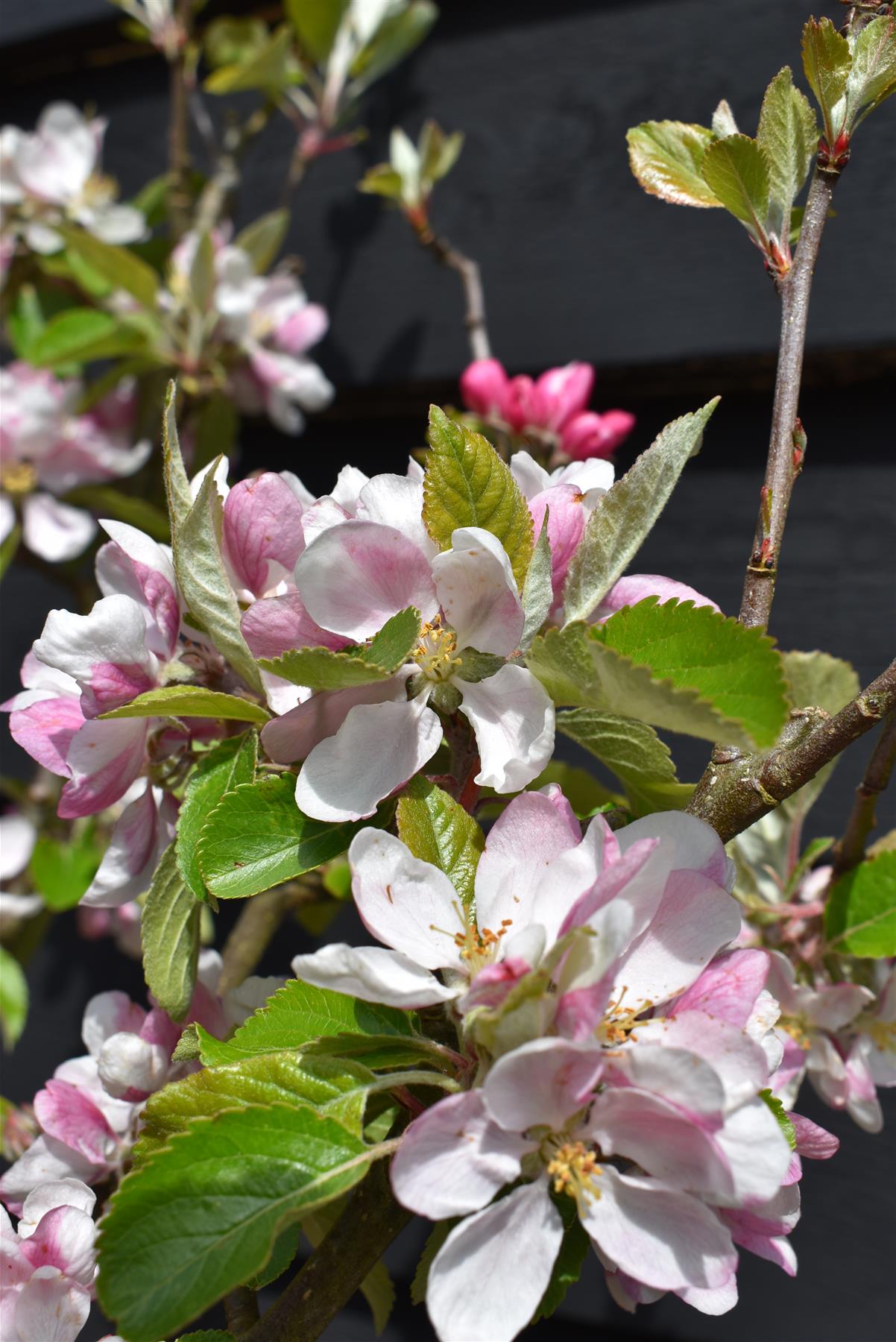 Apple tree 'Sunset' | Malus domestica - 150-160cm - 10lt