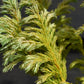 Chamaecyparis pisifera 'Boulevard' | Blue Moss Cypress - Height - 50-70cm - 5lt