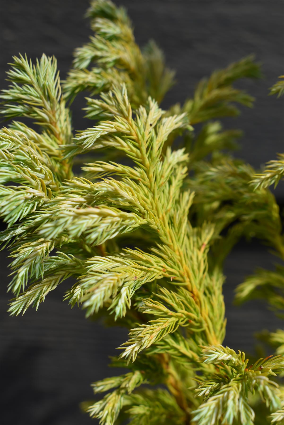 Chamaecyparis pisifera 'Boulevard' | Blue Moss Cypress - Height - 50-70cm - 5lt