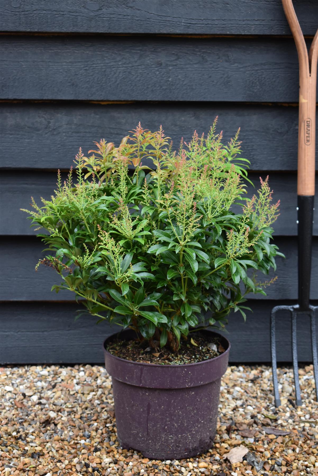 Pieris japonica 'Passion'- Shrub - Height 30-40cm - Width 40cm - 7lt