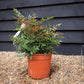 Nandina domestica | Heavenly Bamboo - Height 50-70cm - 9lt