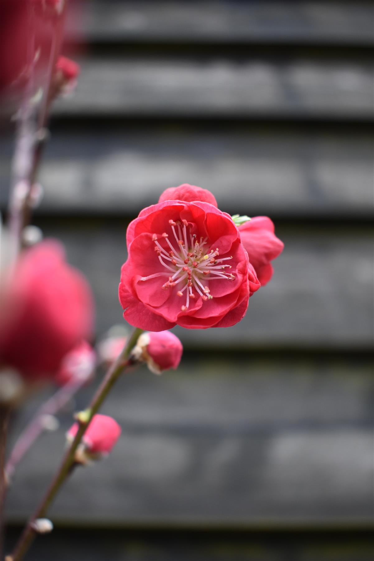 Peach peach | Prunus persica 'Melred' - 170-180cm - 10lt