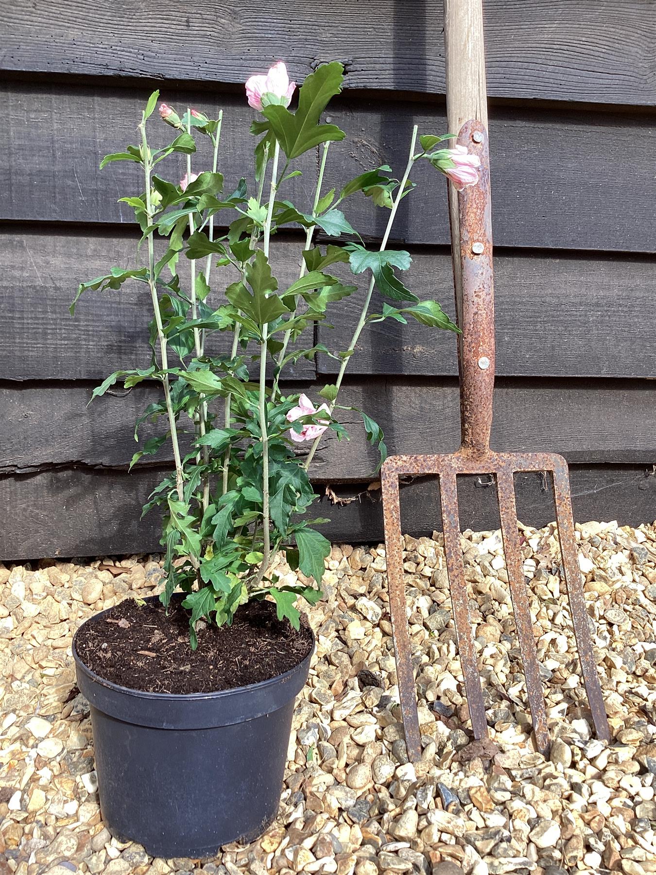 Hibiscus syriacus 'Leopoldii' | Rose of Sharon 'Leopoldii' - 50-60cm, 3lt