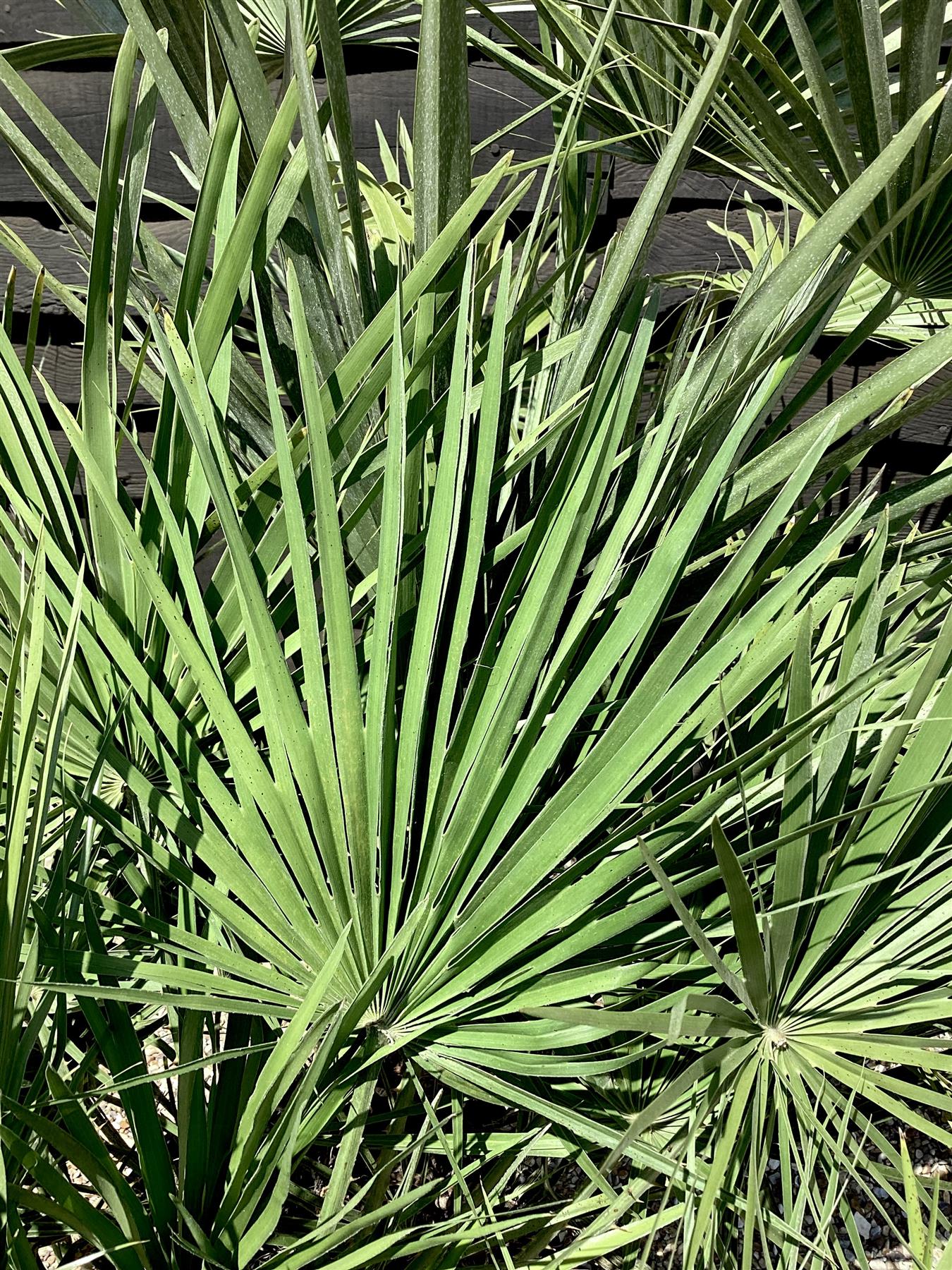 Chamaerops humilis | European Dwarf Fan Palm - 70-100cm, 30lt