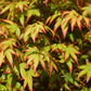 Acer palmatum Koyama 1/2 Standard | Snowflake Japanese Maple - 120-140cm, 50lt