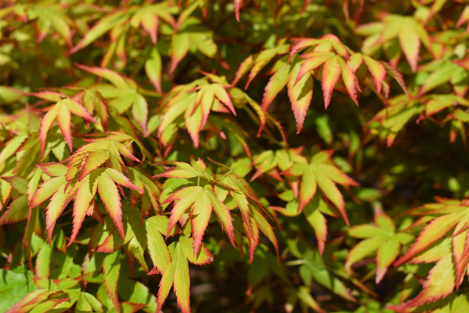 Acer palmatum Koyama 1/2 Standard | Snowflake Japanese Maple - 120-140cm, 50lt