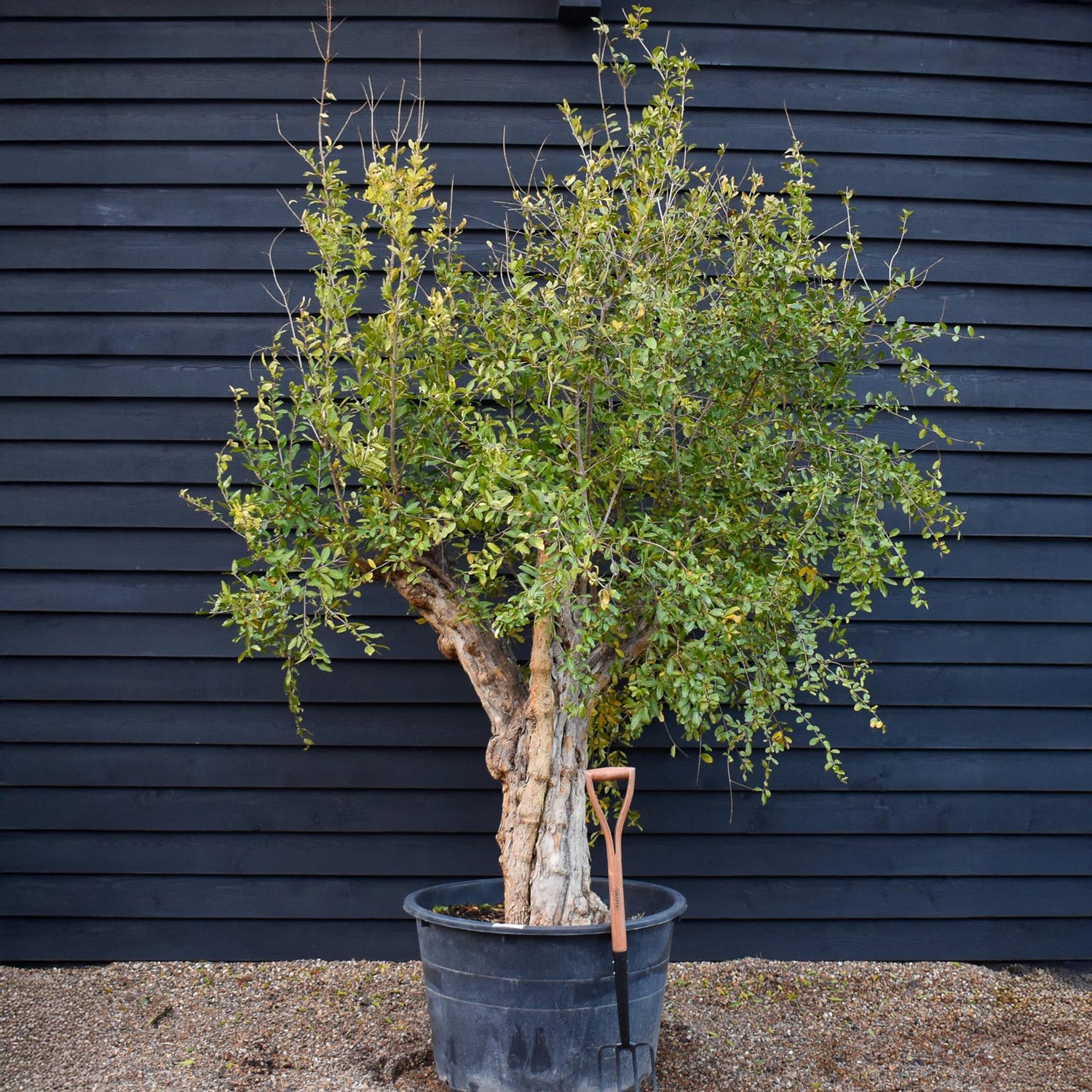 Pomegranate | Punica granatum - Mature Specimen - 3 Branches - Height 220-250cm - 285lt