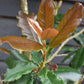 Photinia serratifolia Crunchy | Photinia 'Crunchy' - Height - 180-200cm - 55lt