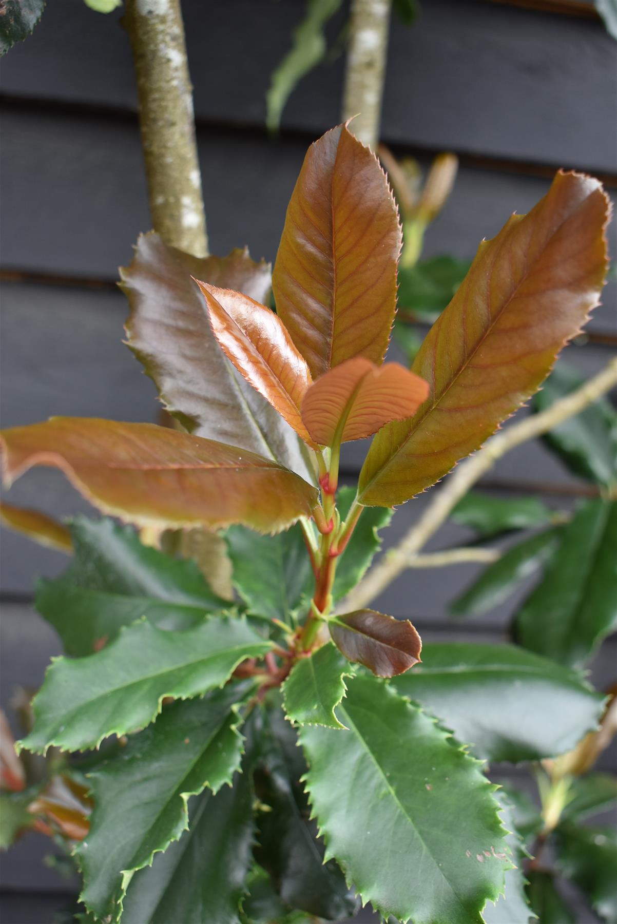 Photinia serratifolia Crunchy | Photinia 'Crunchy' - Height - 180-200cm - 55lt