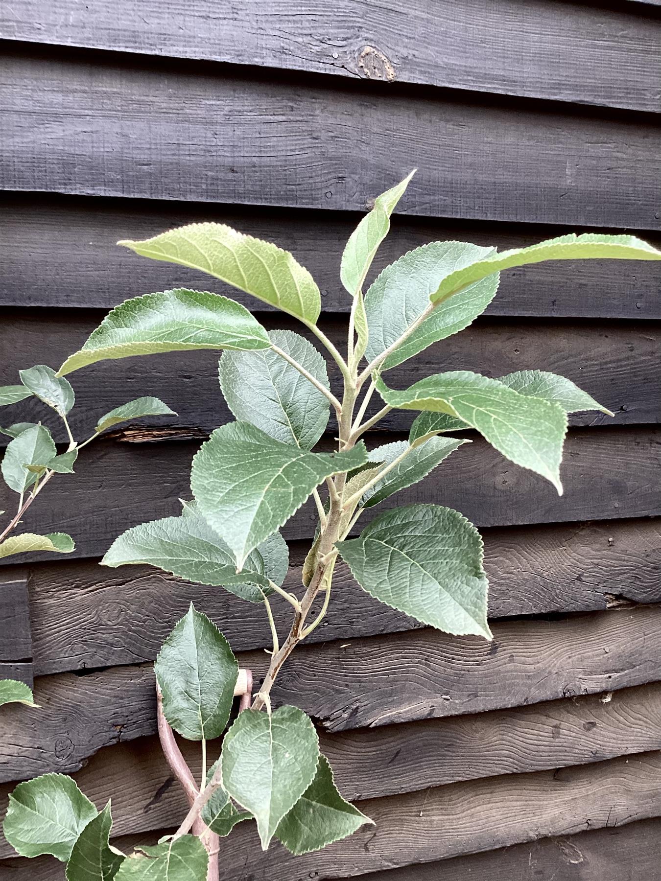 Apple tree 'Egremont Russet' | Malus domestica - MM106 - Semi-Dwarfing - 160-180cm - 10lt