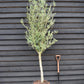 Olive Tree | Olea Europea 1/2 Std  Girth 17-23cm - 200-220cm, 45lt