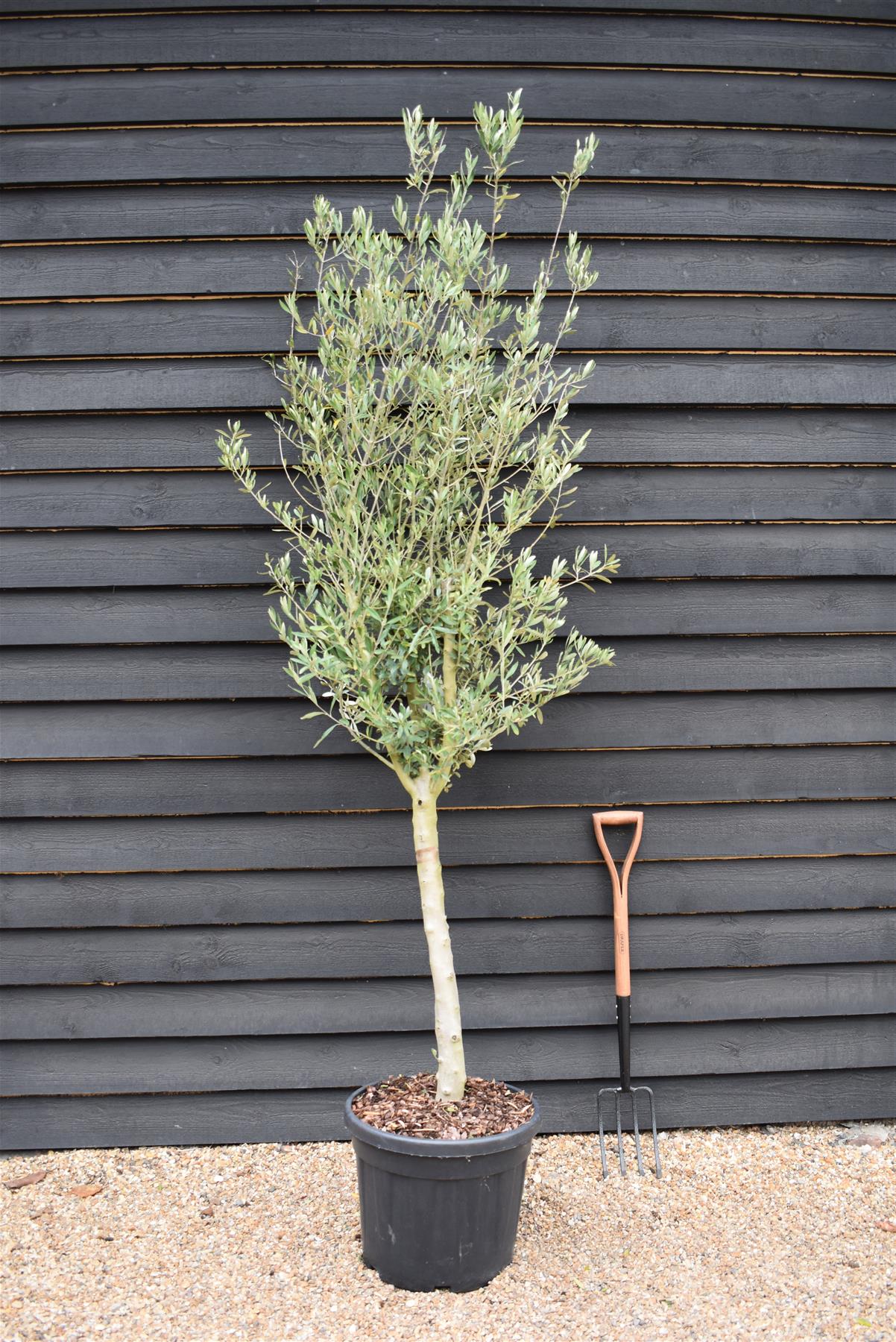 Olive Tree | Olea Europea 1/2 Std  Girth 17-23cm - 200-220cm, 45lt