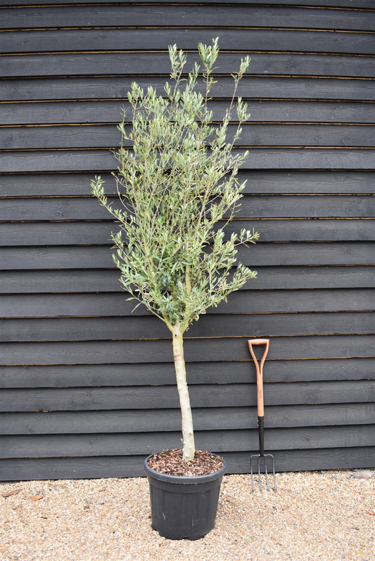 Olive Tree | Olea Europea 1/2 Std  Girth 17-23cm - 200-220cm, 45lt