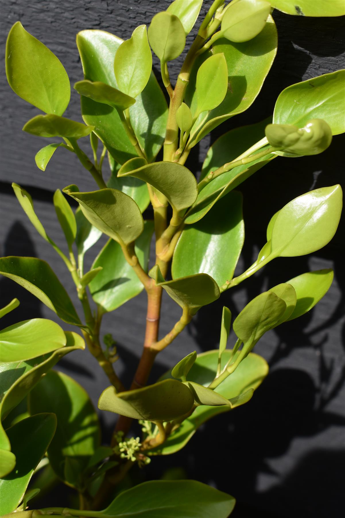 Griselinia littoralis - 100-120cm - 12lt