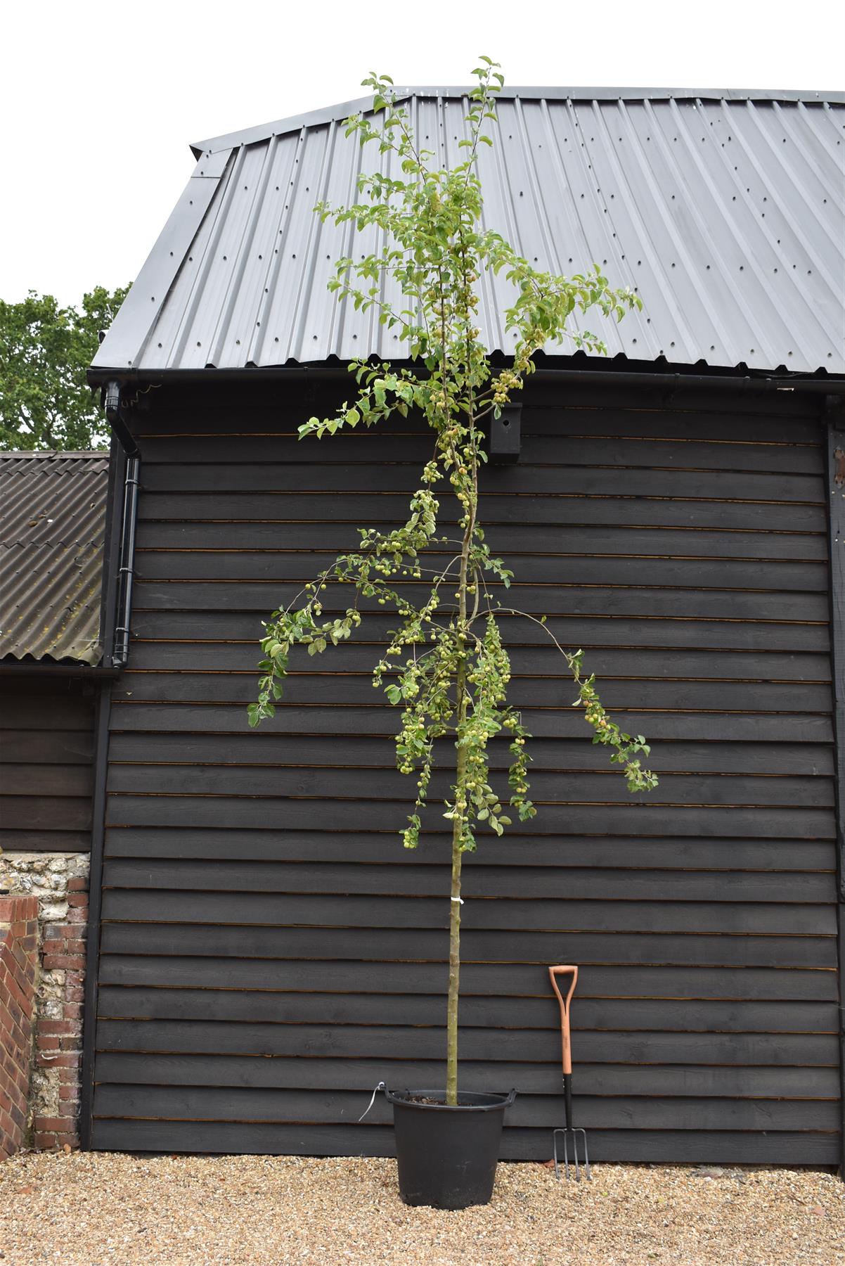 Crab apple | Malus 'Butterball' - Clear Stem - Standard - Girth 12-14cm - 500-550cm - 70lt