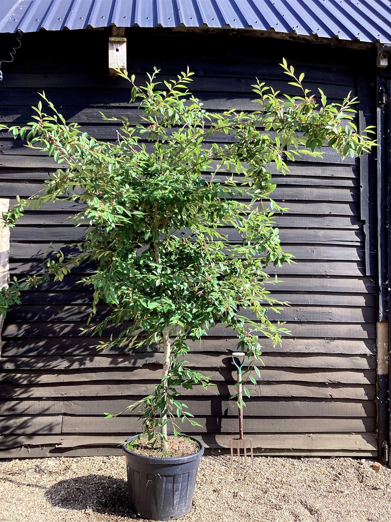 Cotoneaster Frigidus 'Cornubia' - 90lt