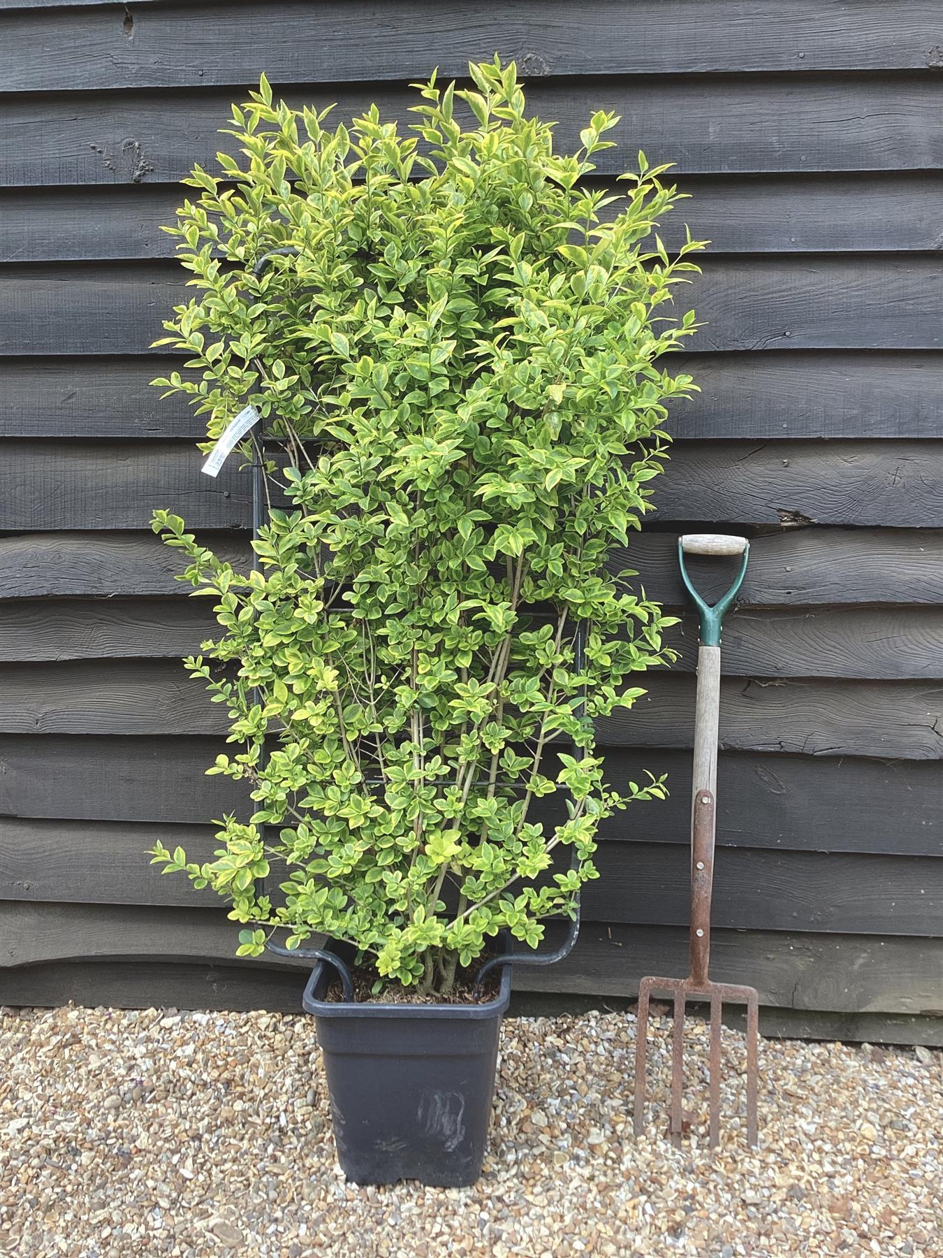 Ligustrum japonicum 'Variegatum'  - Japanese Privet - L Frame - 120-130cm, 20lt