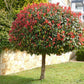 Photinia Red Robin | Christmas berry 'Little Red Robin' - 1/2 std - Height 150-160cm - 35lt