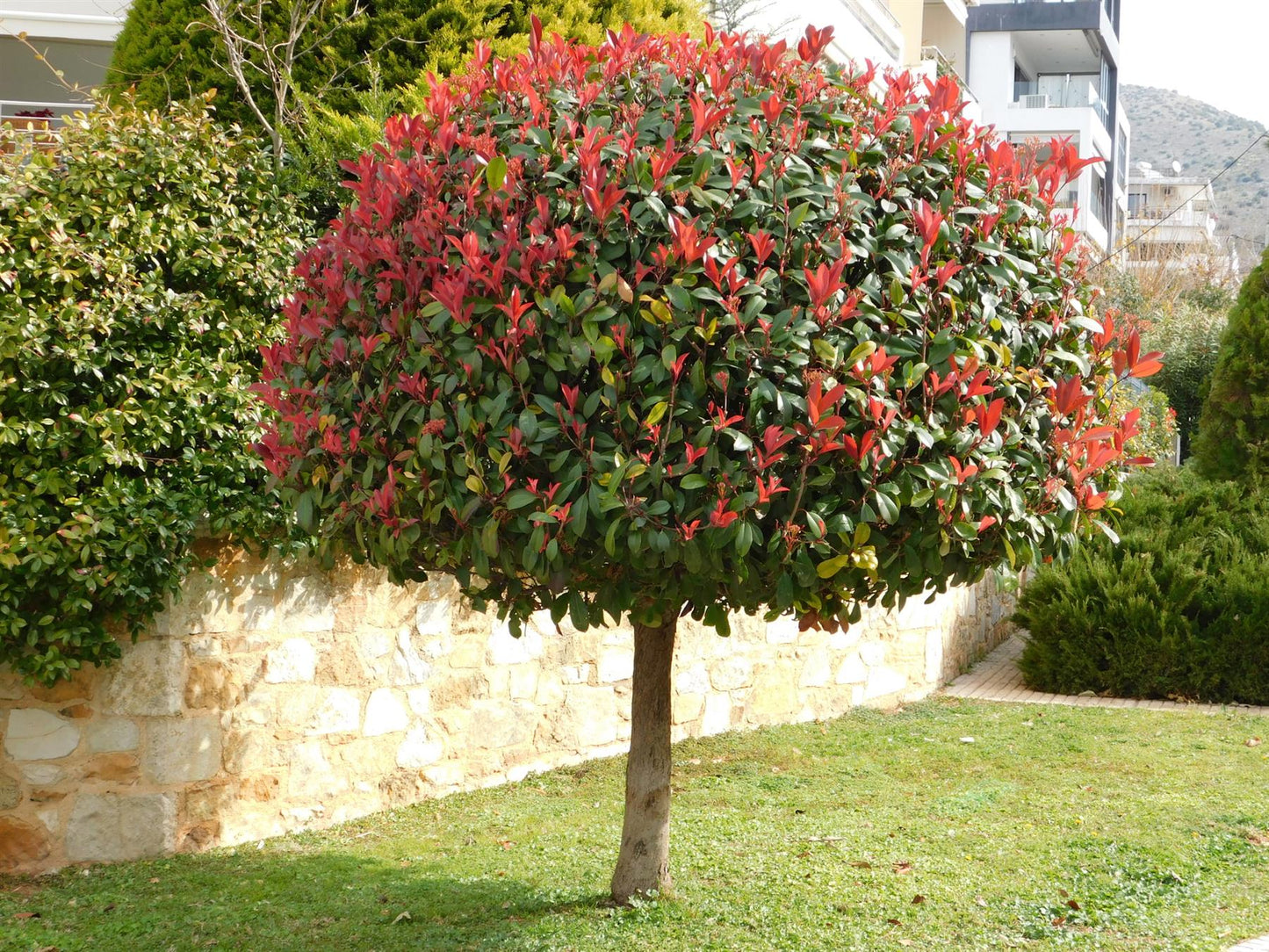 Photinia Red Robin | Christmas berry 'Little Red Robin' - 1/2 std - Height 150-160cm - 35lt