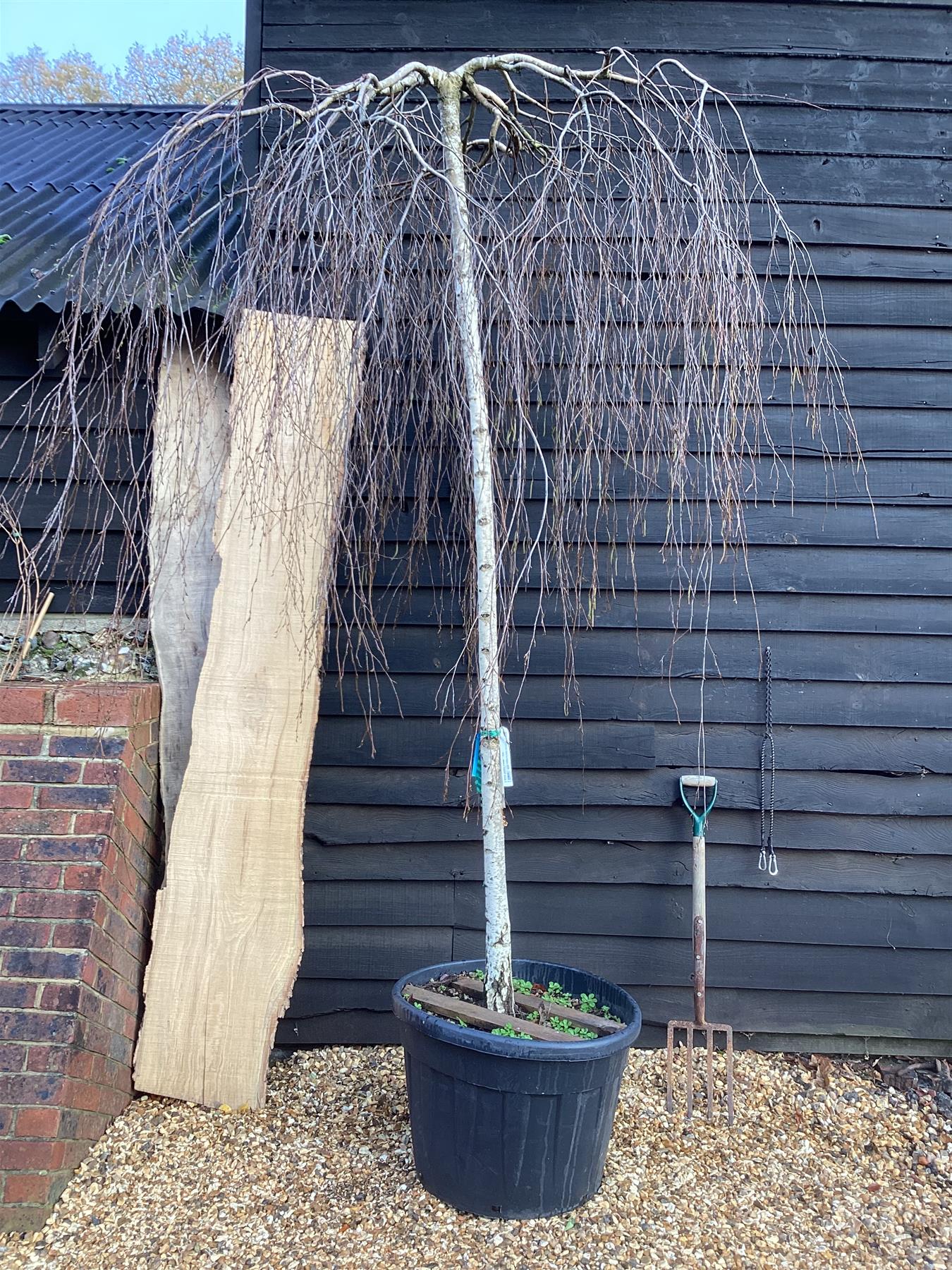 Betula pendula Youngii | Young’s Weeping Birch - 300-350cm, 130lt