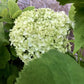 Hydrangea arborescens 'Annabelle' - 40-50cm, 5lt