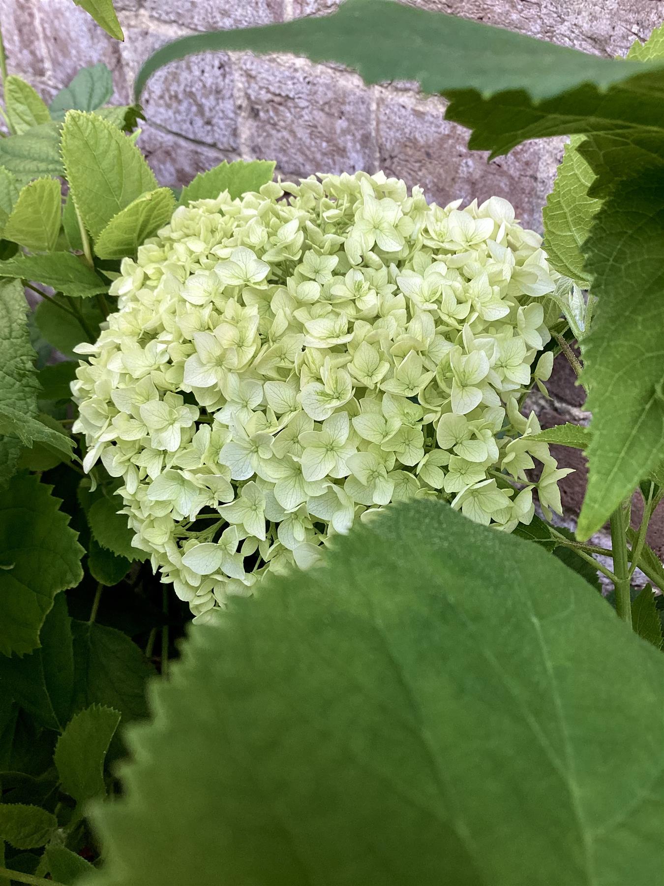 Hydrangea arborescens 'Annabelle' - 40-50cm, 5lt