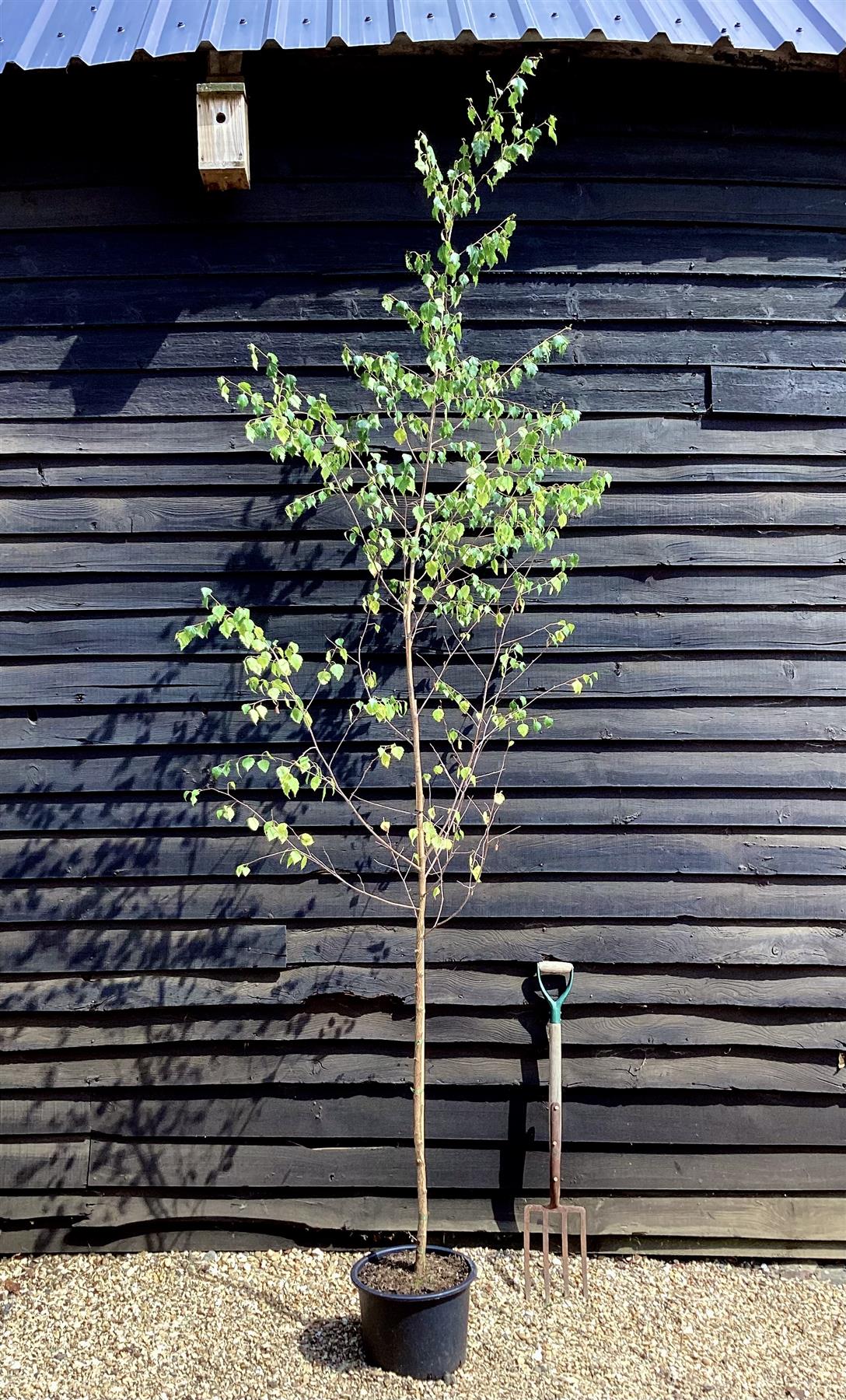 Betula Pendula | European White Birch - Height 260-280cm - 12lt