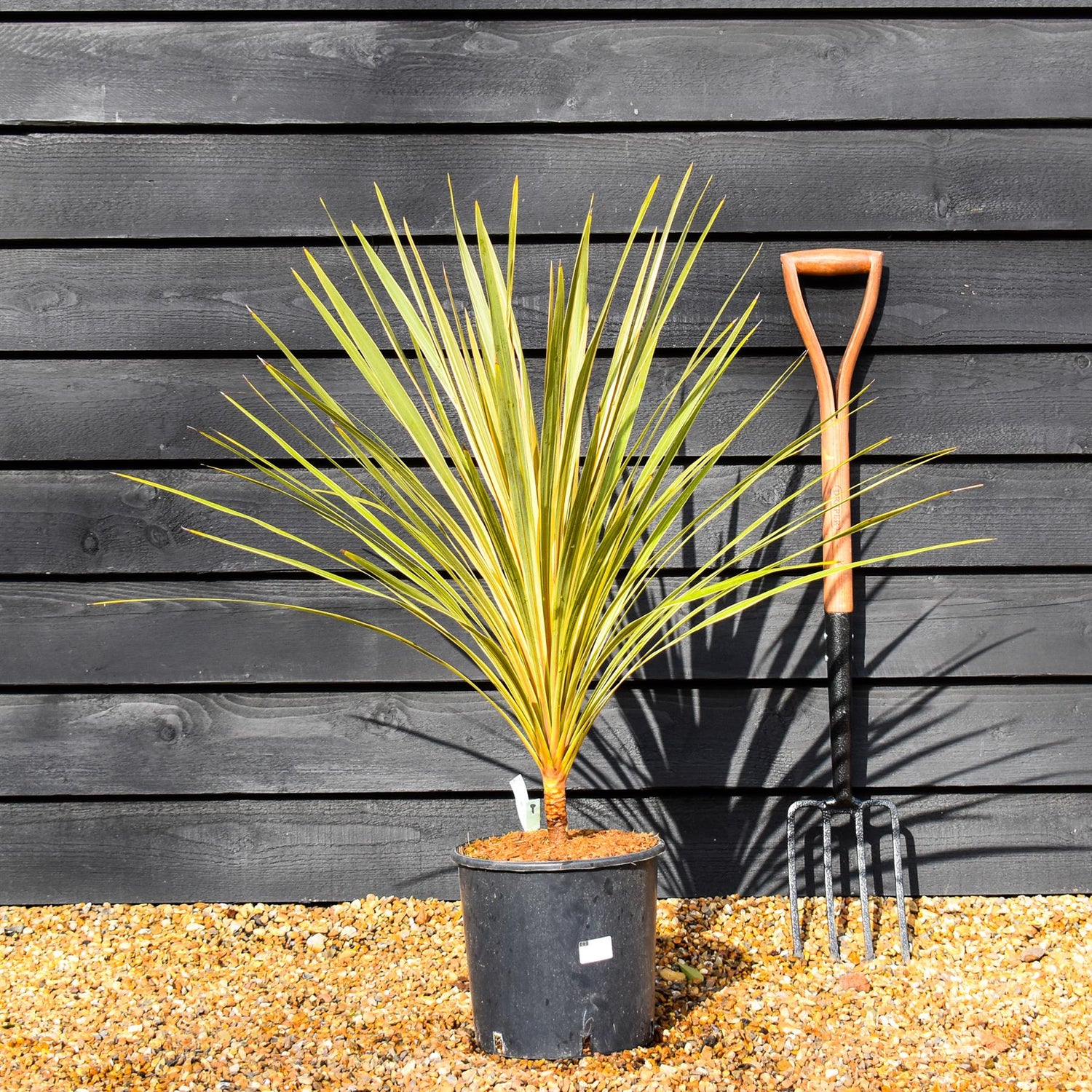 Cordyline - Torbay Dazzler - Stem 10cm - Height 70-80cm - 10lt