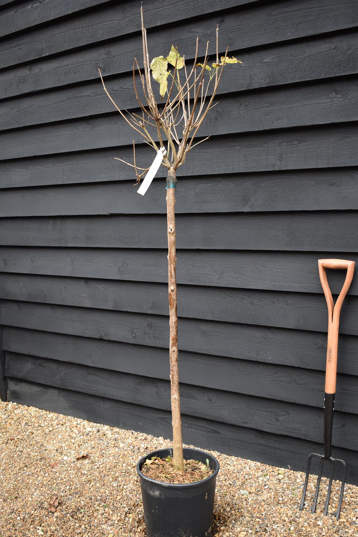 Indian bean tree | Catalpa Bungei - Clear Stem - 100-120cm - Top Graft - Height 190-210cm - 18lt