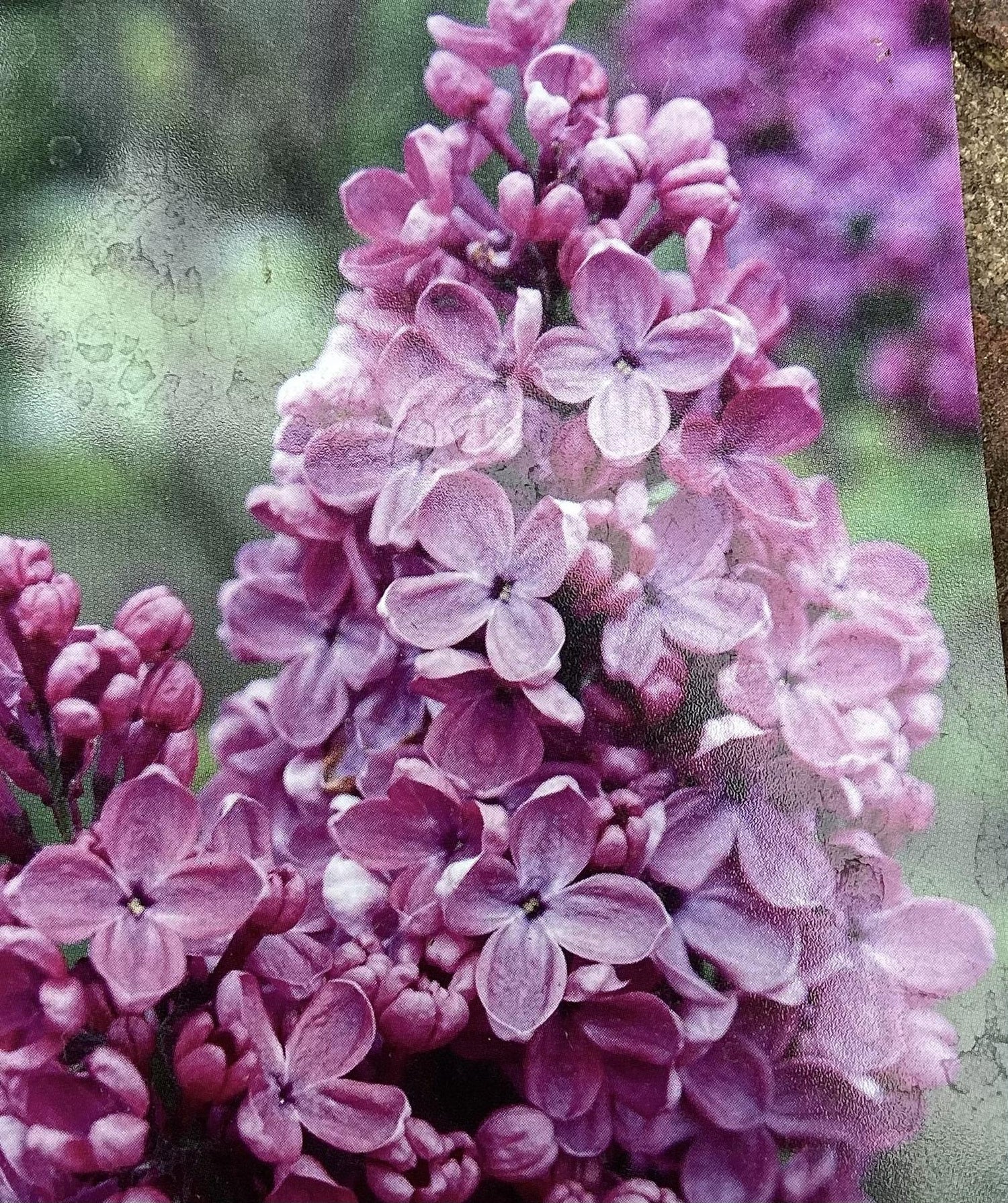 Lilac 'Andenken an Ludwig Spath' | Syringa vulgaris - 80cm - 12lt