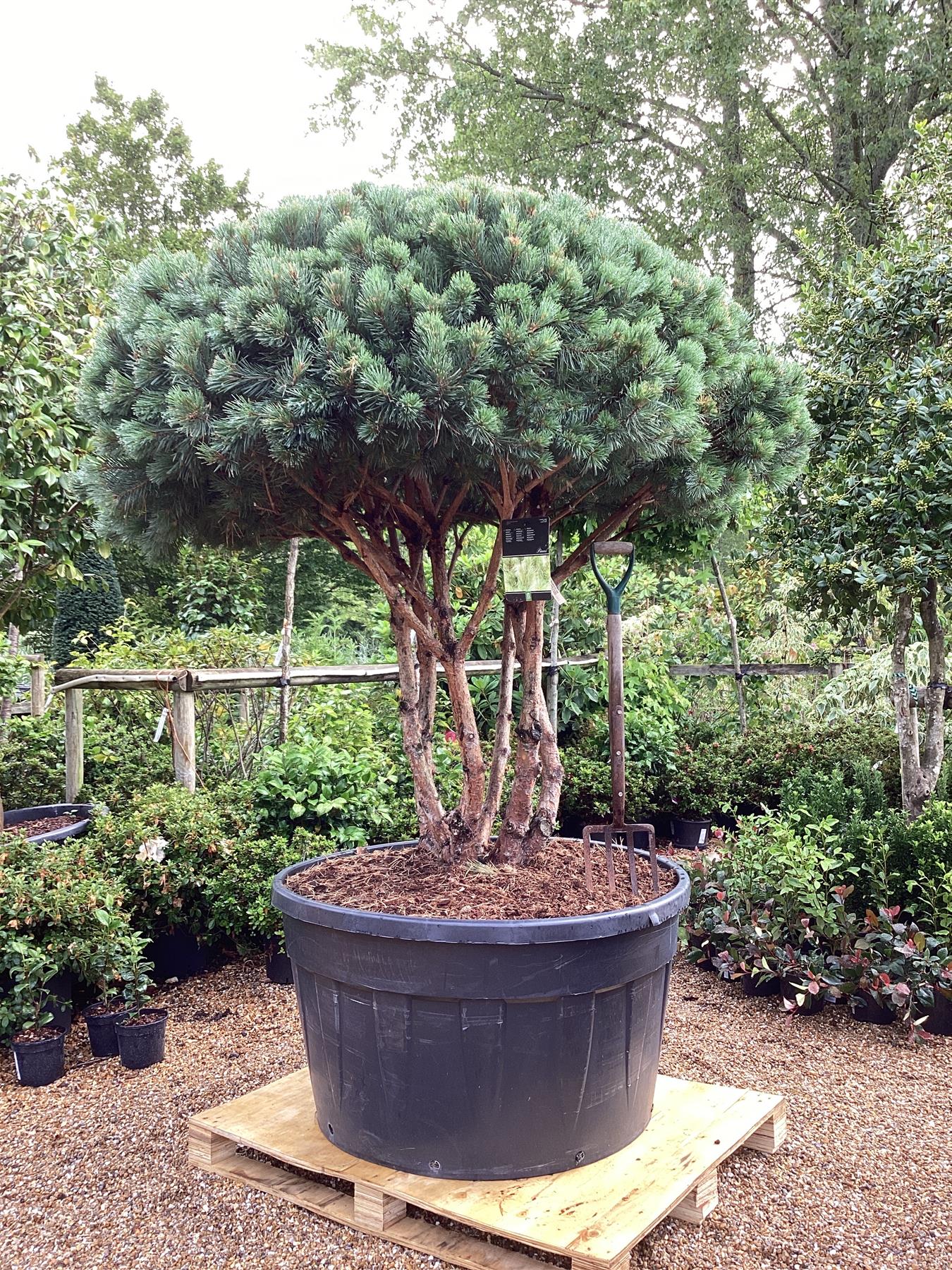 Pinus sylvestris 'Watereri' | Scots pine - Multistem - Parachute - Huge - Unique -  225cm - 500lt