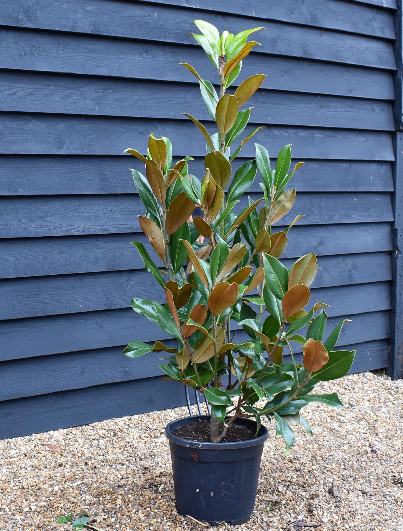 Magnolia grandiflora | Evergreen Magnolia - Shrub - Height 130-150cm, 20lt