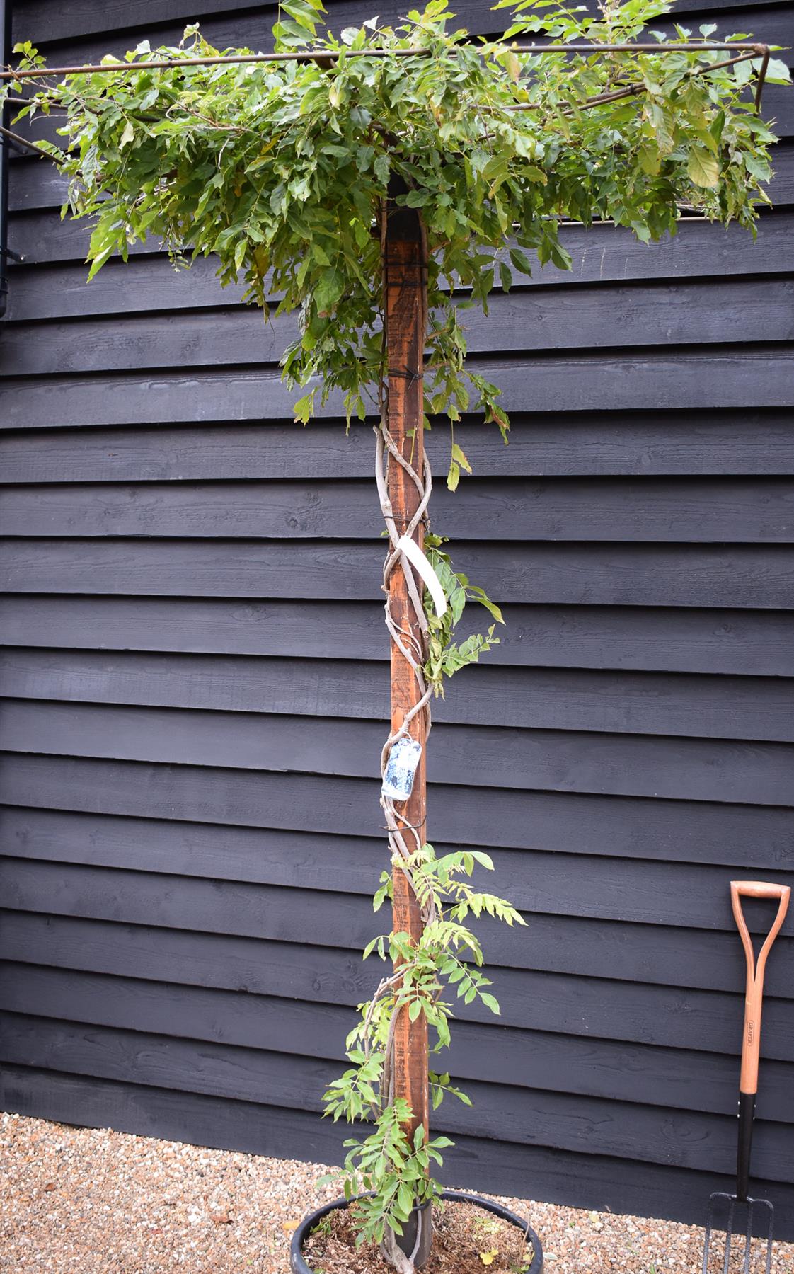 Wisteria 'Shiro Kapitan Fuji' Silky - White - Umbrella - Roof Espalier 120-120cm - Height 200cm - 55lt