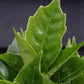 Aucuba japonica Rozannie |  Japanese laurel 'Rozannie' - 20-40cm, 3lt