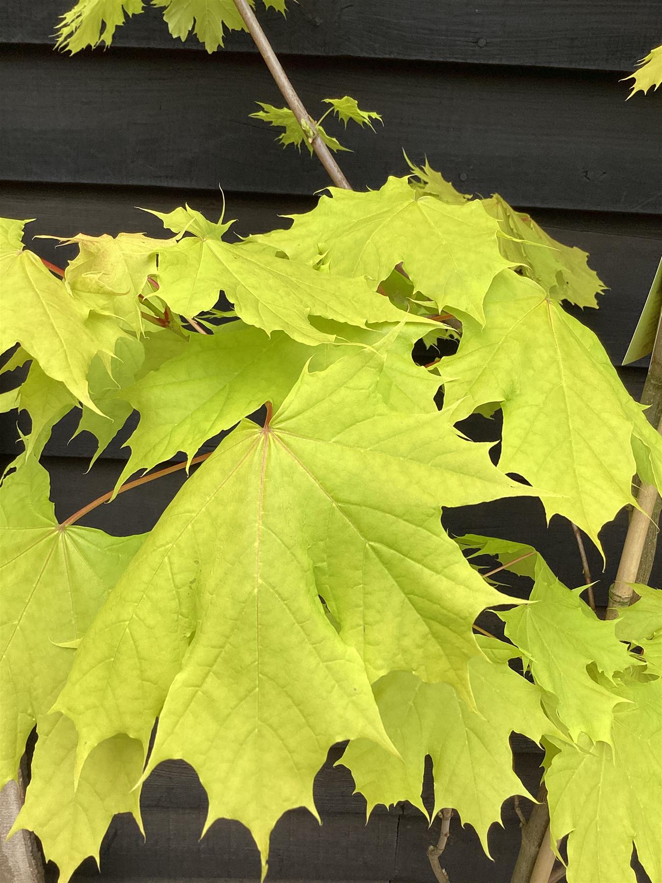 Acer Platanoides Princeton Gold | Norway maple, 1/2 std Clear Stem - 190-210cm, 30lt