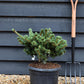 Picea abies Lucky Strike - Height 40cm - 11lt