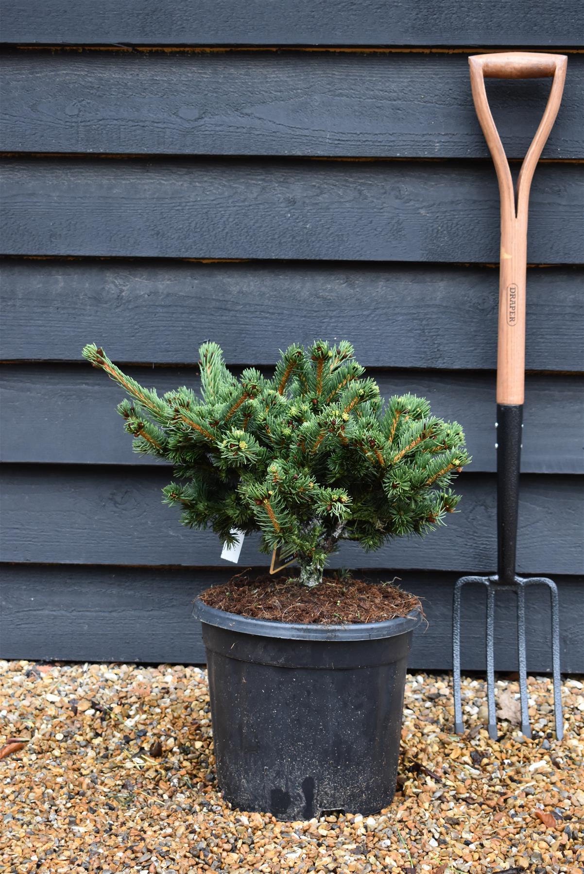 Picea abies Lucky Strike - Height 40cm - 11lt