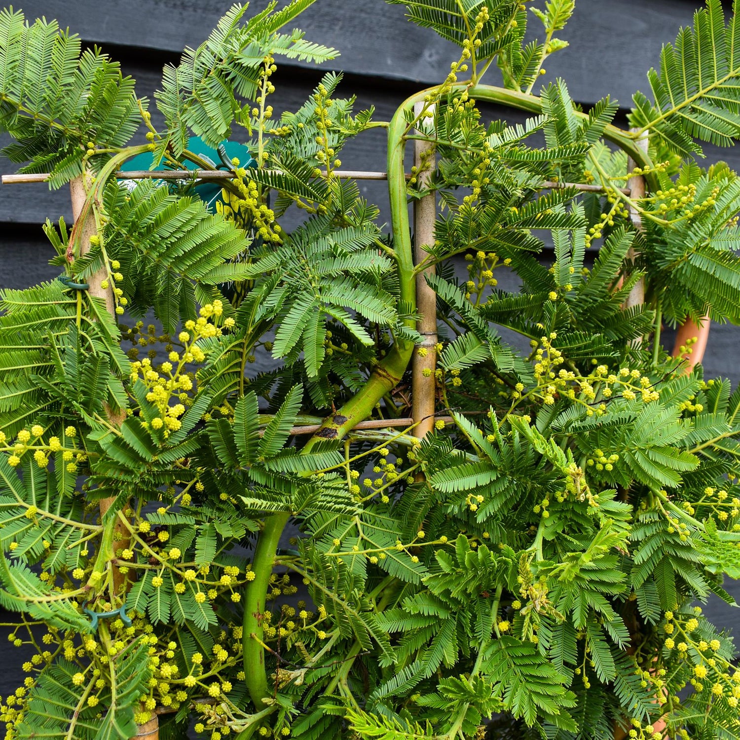 Acacia dealbata 'Gaulois' | Mimosa Tree on Frame - Height 100-120cm Width 40cm - 15lt