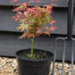 Acer palmatum 'Phoenix' | Japanese maple 'Phoenix' - 25-45cm - 3lt