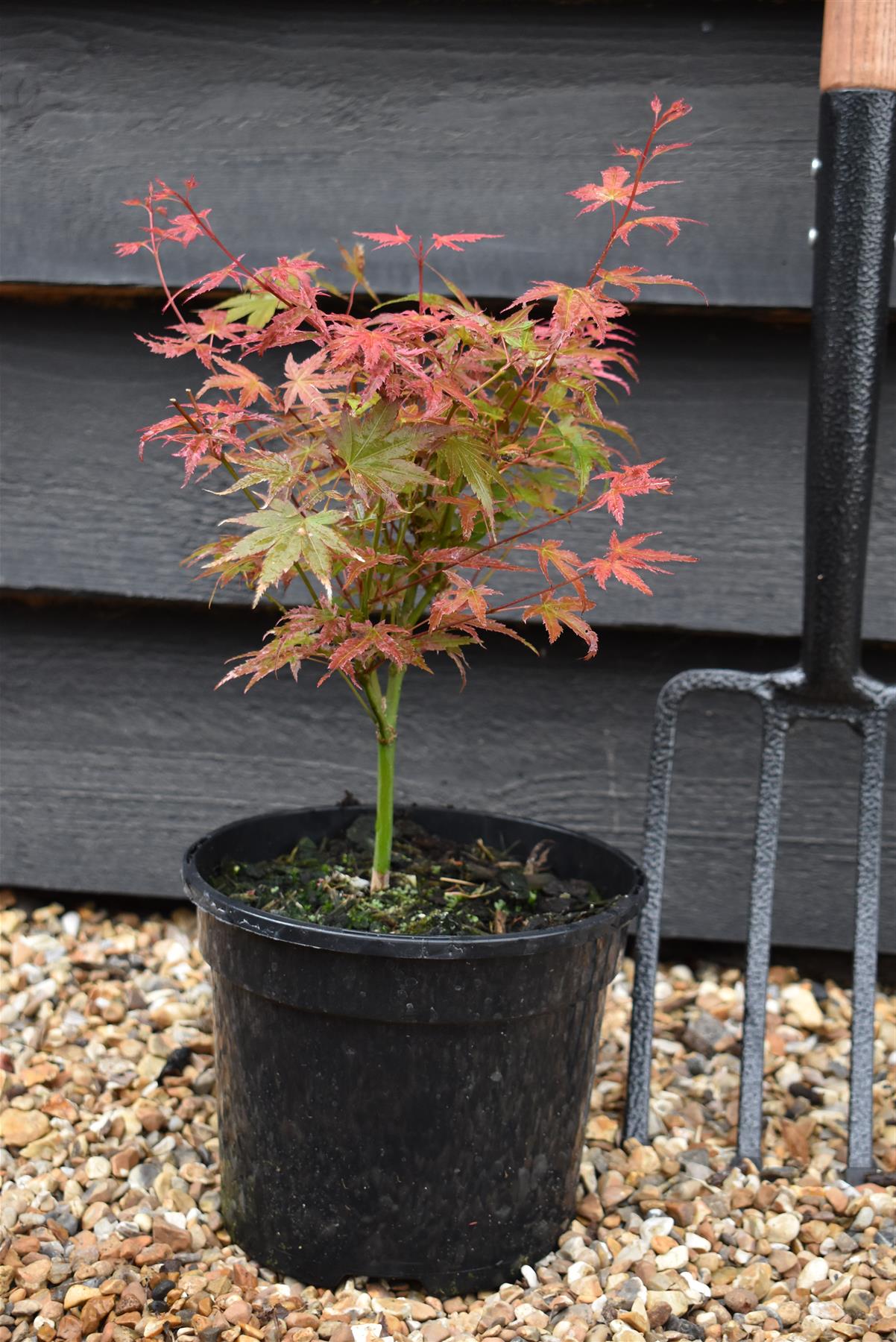 Acer palmatum 'Phoenix' | Japanese maple 'Phoenix' - 25-45cm - 3lt