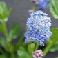 Ceanothus Skylark | Californian lilac ‘Skylark’ - 20-25cm, 2-3lt