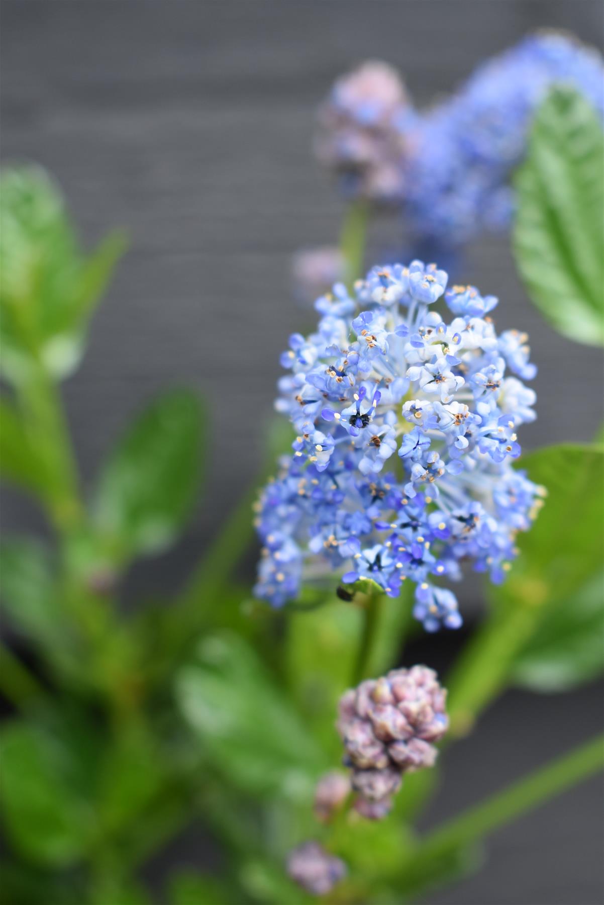 Ceanothus Skylark | Californian lilac ‘Skylark’ - 20-25cm, 2-3lt