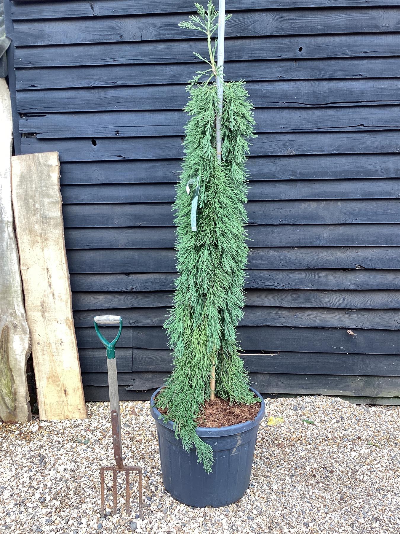 Sequoiadendron giganteum pendulum | Giant redwood 'Pendulum' - Height 175cm - Width 150-175cm - 90lt