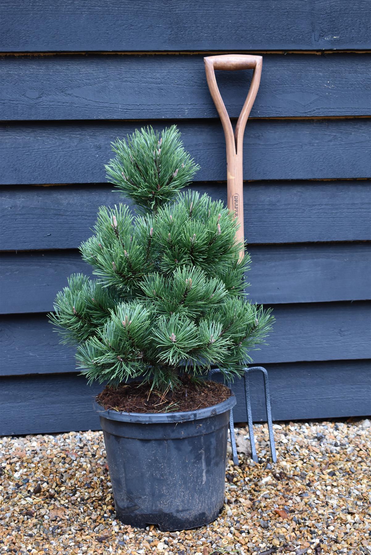 Pinus mugo 'Gnom' | Dwarf mountain pine - 60-70cm, 15lt