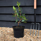 Arbutus unedo | Strawberry Tree - 40-70cm, 5lt