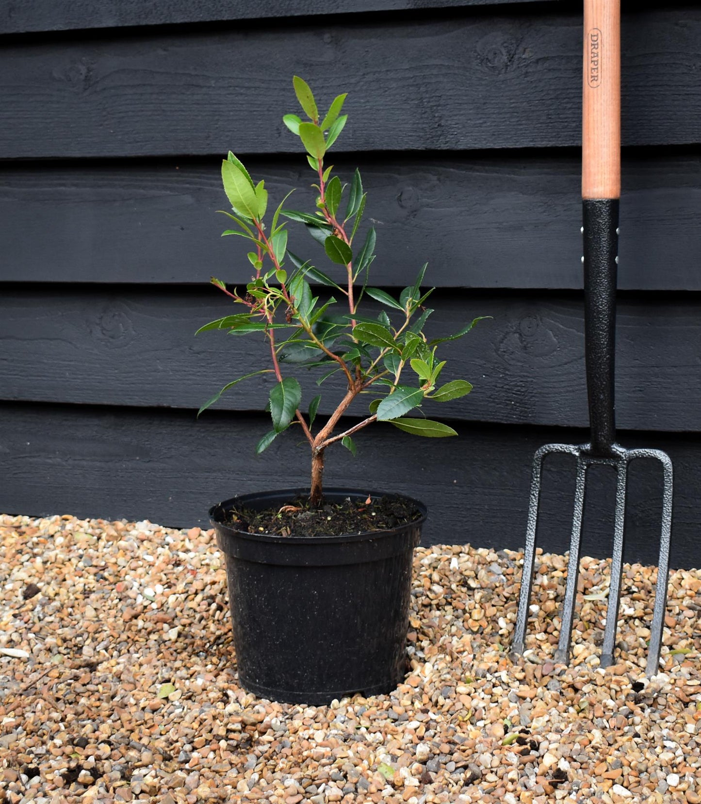 Arbutus unedo | Strawberry Tree - 40-70cm, 5lt