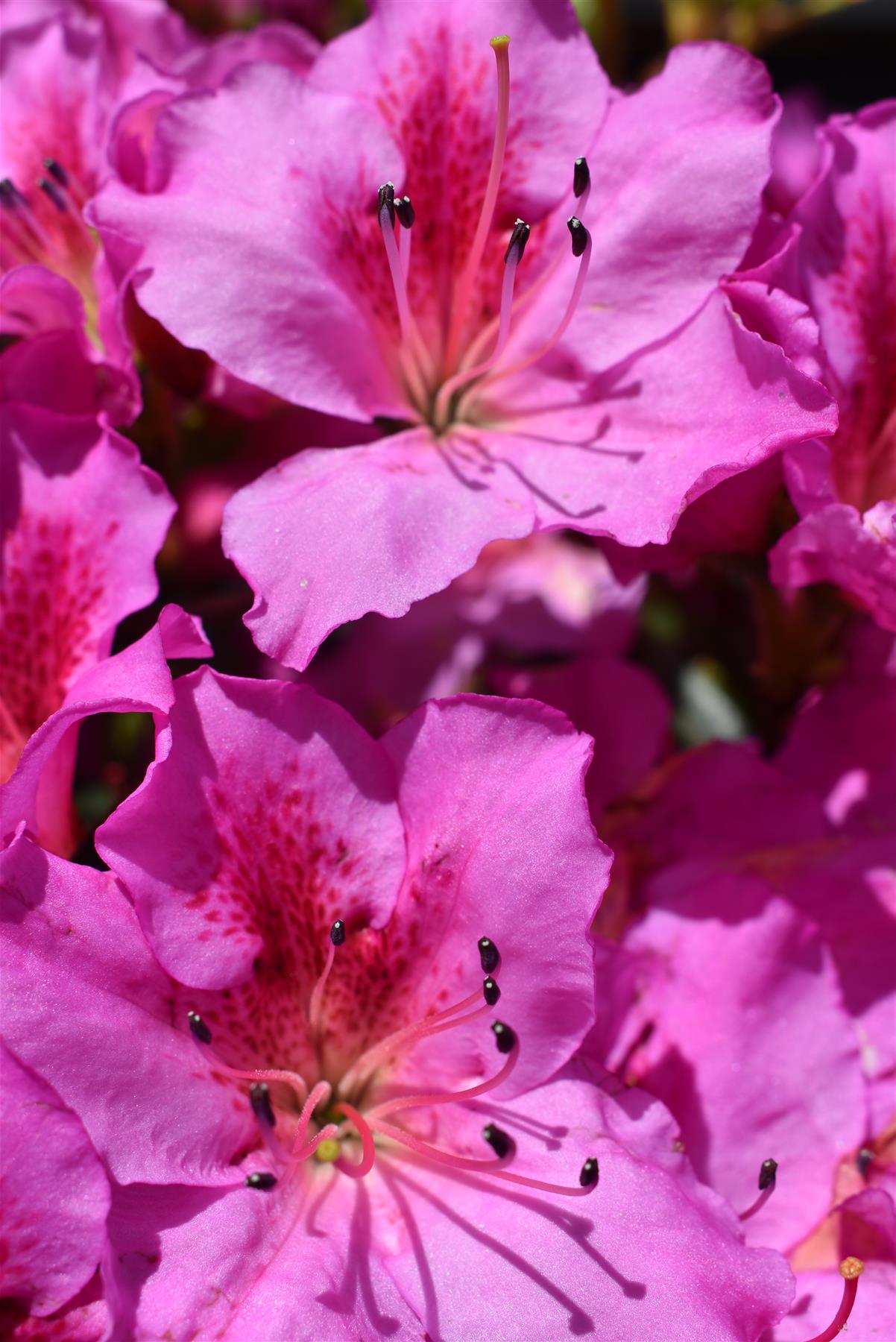 Azalea Japonica Phoenicia - Clear Stem - 130-140cm - 30lt