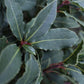 Laurus nobilis - Double Spiral - 1/2 Standard - 120cm - 15lt