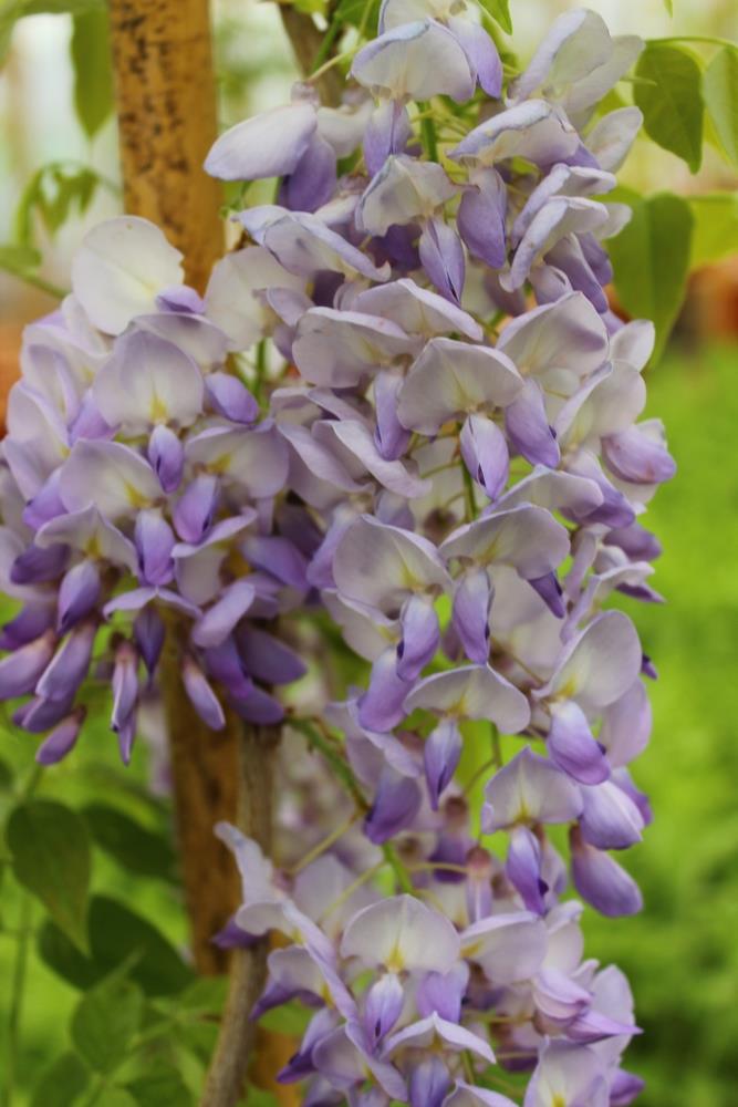 Wisteria brachybotrys 'Iko yama Fuji' | Chinese Wisteria Light Violet - Cane - Height 150-170cm - 3lt