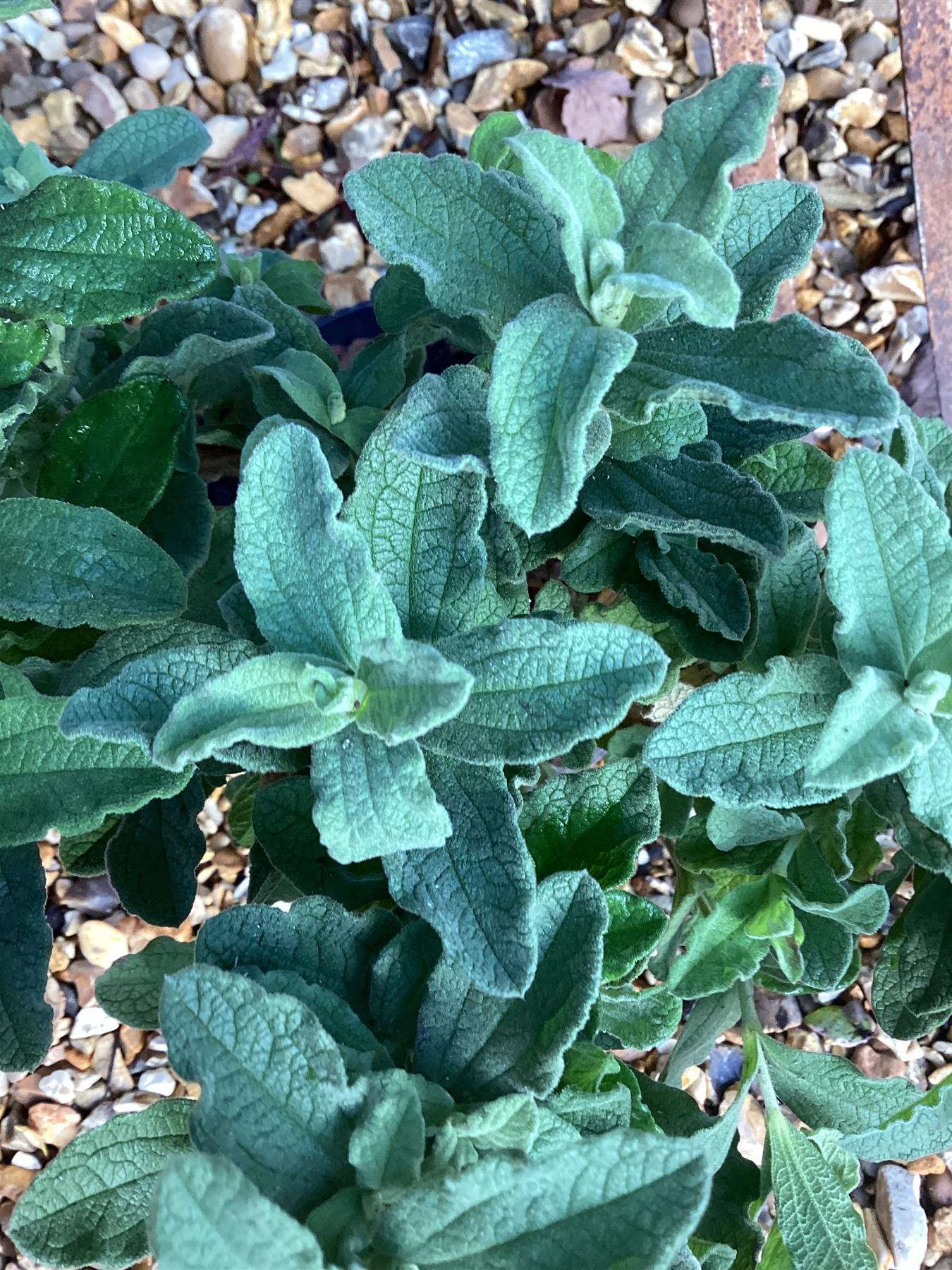 Cistus x pulverulentus 'Sunset' | Rock Rose 'Sunset' - 20-25cm, 2lt